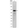 anti-HYAL1 antibody (Hyaluronidase-1) (N-Term)