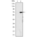anti-HYAL1 antibody (Hyaluronidase-1) (N-Term)