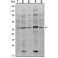 anti-HYAL1 antibody (Hyaluronidase-1) (N-Term)