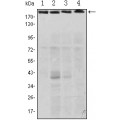 anti-HYAL1 antibody (Hyaluronidase-1) (N-Term)