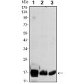 anti-HYAL1 antibody (Hyaluronidase-1) (N-Term)