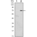 anti-HYAL1 antibody (Hyaluronidase-1) (N-Term)