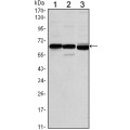 anti-HYAL1 antibody (Hyaluronidase-1) (N-Term)