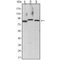 anti-HYAL1 antibody (Hyaluronidase-1) (N-Term)