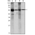 anti-HYAL1 antibody (Hyaluronidase-1) (N-Term)