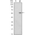 anti-HYAL1 antibody (Hyaluronidase-1) (N-Term)