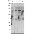 anti-HYAL1 antibody (Hyaluronidase-1) (N-Term)