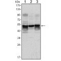 anti-HYAL1 antibody (Hyaluronidase-1) (N-Term)