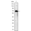 anti-HYAL1 antibody (Hyaluronidase-1) (N-Term)