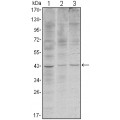 anti-HYAL1 antibody (Hyaluronidase-1) (N-Term)