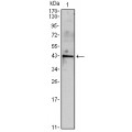 anti-HYAL1 antibody (Hyaluronidase-1) (N-Term)