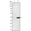 anti-HYAL1 antibody (Hyaluronidase-1) (N-Term)
