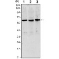 anti-HYAL1 antibody (Hyaluronidase-1) (N-Term)
