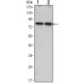 anti-HYAL1 antibody (Hyaluronidase-1) (N-Term)