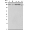 anti-HYAL1 antibody (Hyaluronidase-1) (N-Term)