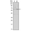 anti-HYAL1 antibody (Hyaluronidase-1) (N-Term)