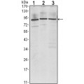 anti-HYAL1 antibody (Hyaluronidase-1) (N-Term)