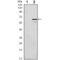 anti-HYAL1 antibody (Hyaluronidase-1) (N-Term)
