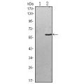 anti-HYAL1 antibody (Hyaluronidase-1) (N-Term)