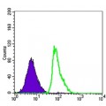 anti-HYAL1 antibody (Hyaluronidase-1) (N-Term)