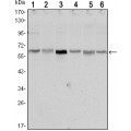 anti-HYAL1 antibody (Hyaluronidase-1) (N-Term)