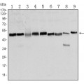 anti-HYAL1 antibody (Hyaluronidase-1) (N-Term)