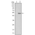 anti-HYAL1 antibody (Hyaluronidase-1) (N-Term)