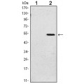 anti-HYAL1 antibody (Hyaluronidase-1) (N-Term)
