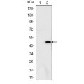 anti-HYAL1 antibody (Hyaluronidase-1) (N-Term)