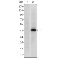 anti-HYAL1 antibody (Hyaluronidase-1) (N-Term)