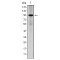 anti-HYAL1 antibody (Hyaluronidase-1) (N-Term)
