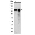 anti-HYAL1 antibody (Hyaluronidase-1) (N-Term)