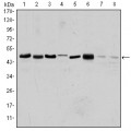 anti-HYAL1 antibody (Hyaluronidase-1) (N-Term)