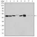 anti-HYAL1 antibody (Hyaluronidase-1) (N-Term)