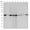 anti-HYAL1 antibody (Hyaluronidase-1) (N-Term)