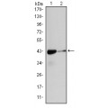 anti-HYAL1 antibody (Hyaluronidase-1) (N-Term)