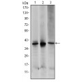 anti-HYAL1 antibody (Hyaluronidase-1) (N-Term)