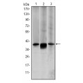 anti-HYAL1 antibody (Hyaluronidase-1) (N-Term)