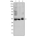 anti-HYAL1 antibody (Hyaluronidase-1) (N-Term)