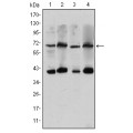 anti-HYAL1 antibody (Hyaluronidase-1) (N-Term)
