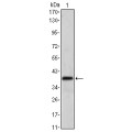 anti-HYAL1 antibody (Hyaluronidase-1) (N-Term)