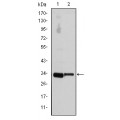 anti-HYAL1 antibody (Hyaluronidase-1) (N-Term)