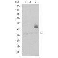 anti-HYAL1 antibody (Hyaluronidase-1) (N-Term)