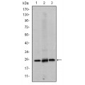 anti-HYAL1 antibody (Hyaluronidase-1) (N-Term)
