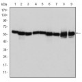 anti-HYAL1 antibody (Hyaluronidase-1) (N-Term)
