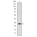 anti-HYAL1 antibody (Hyaluronidase-1) (N-Term)