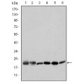 anti-HYAL1 antibody (Hyaluronidase-1) (N-Term)