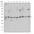 anti-HYAL1 antibody (Hyaluronidase-1) (N-Term)