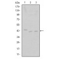 anti-HYAL1 antibody (Hyaluronidase-1) (N-Term)