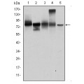anti-HYAL1 antibody (Hyaluronidase-1) (N-Term)